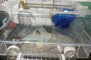 Hamster For Sale in Lodon