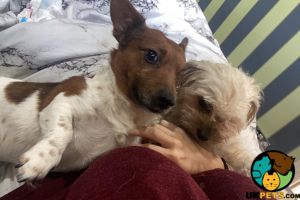 Jack Russell Wanted in the UK