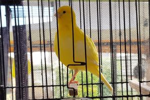 Canary For Sale in Lodon