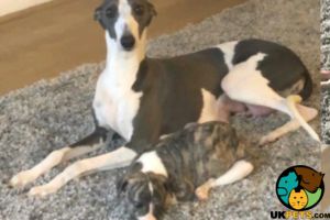 Whippet for Rehoming