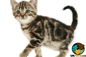 Mixed breed kitten wanted