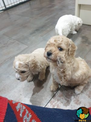Poochon Dogs Breed