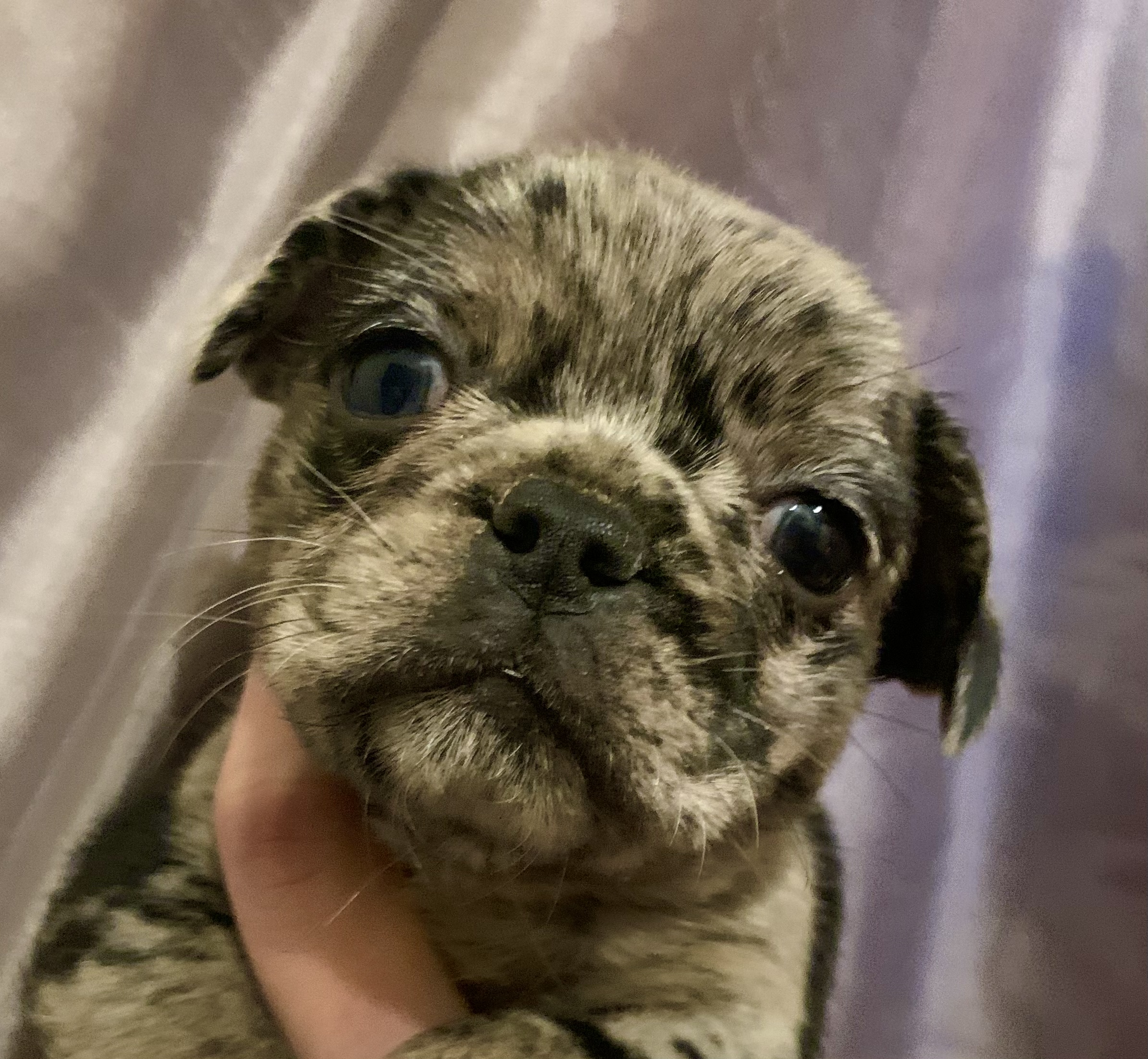 Griffin crossed frenchie pups for sale UKPets