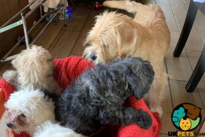 Cava Schnoodle puppies for sale