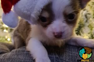 Gorgeous long hair grey and white chihuahua male. ready 20th dec
