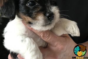Malshi cross jack puppies for sale