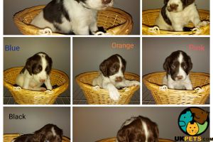 Beautiful KC registered English Springer Spaniel puppies for sale