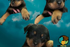 Male and female Rottweiler puppies for sale