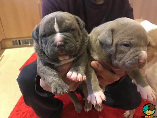 American Bully Dogs Breed