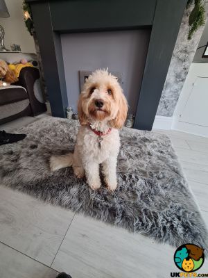 Cockapoo For Stud in the UK