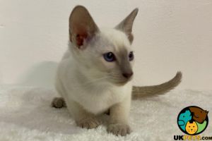 Siamese Kitten for sale (male) 8 Week