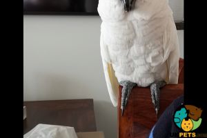 Cockatoo for Rehoming
