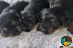 Yorkshire terrier puppies