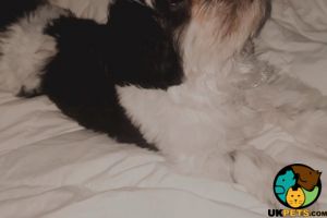 Lovely Puppy Shih Tzu X Bichon Maltese