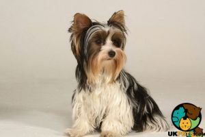 Mixed Breed Online Listings