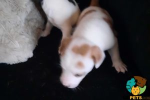 Jack russell puppy for sale
