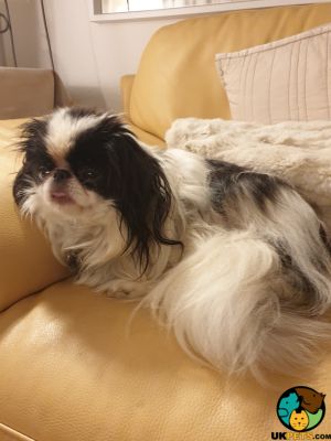 Japanese Chin Wanted in Great Britain