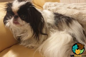 Wanted: Japanese Chin puppy or adult