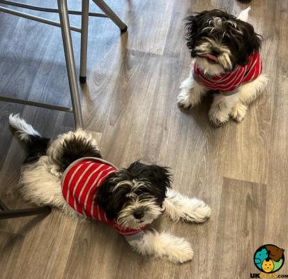 Shih Tzus for Rehoming