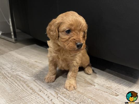 ADORABLE CAVAPOO PUPPIES RED and APRICOT | UKPets