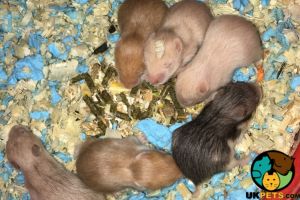 Baby hamsters for sale
