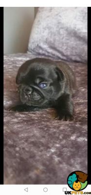 Pug For Sale in Great Britain