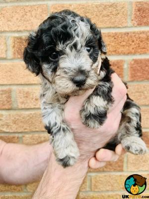 Toy Poodle Dogs Breed