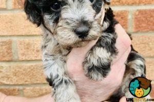 Toy Poodle Cats Breed