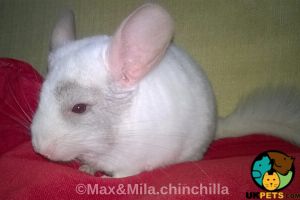 Chinchillas for Rehoming