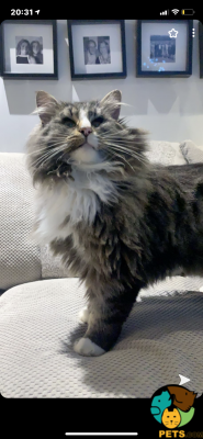 Maine Coon Online Ad