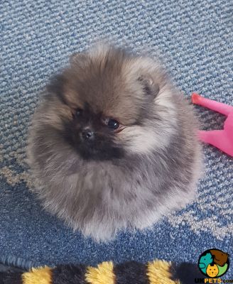 Cute Pomeranian For Sale