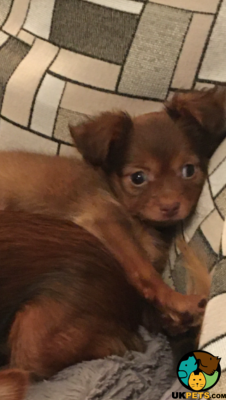 Russian Toy Terrier For Sale in the UK