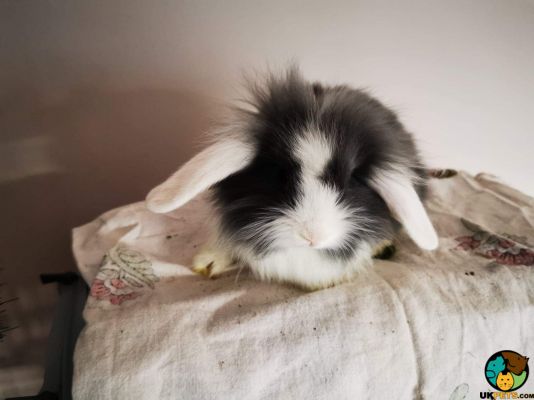 Lionhead for Rehoming