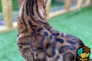 Bengal For Stud in Great Britain