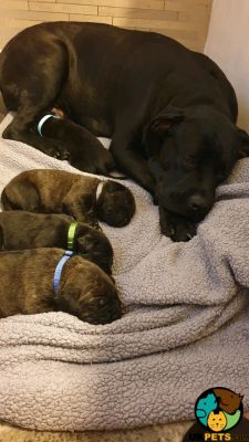 Cane Corso For Sale in the UK