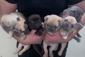 2 MALE FRENCHIE PUPS FOR SALE