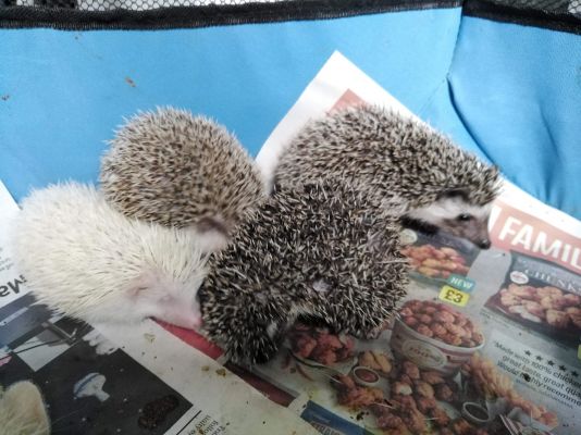 Pygmy Hedgehog For Sale in Lodon