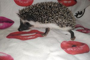 Pygmy Hedgehog For Sale in the UK