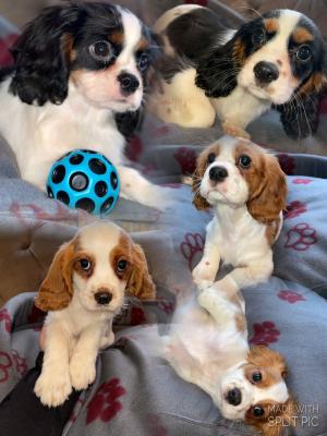 Cavalier King Charles Spaniel Dogs Breed