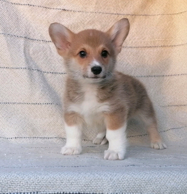 Corgi puppies for sale | UKPets