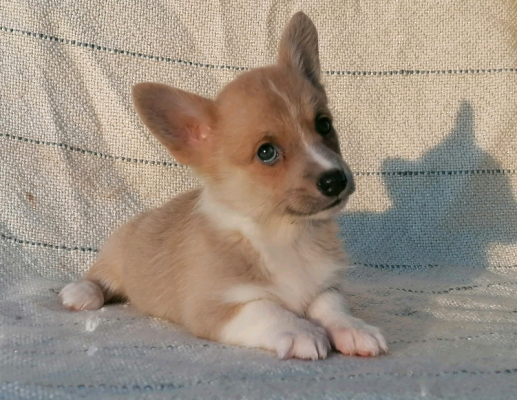 Corgi puppies for sale | UKPets