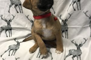 Border terrier X Jack Russell puppies