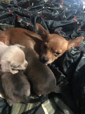 Chihuahua puppies for sale | UKPets