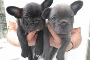 French Bulldogs Wanted