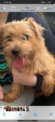 Norfolk Terrier For Sale in the UK