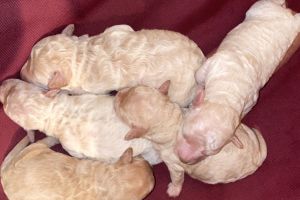 Toy poodle puppy’s