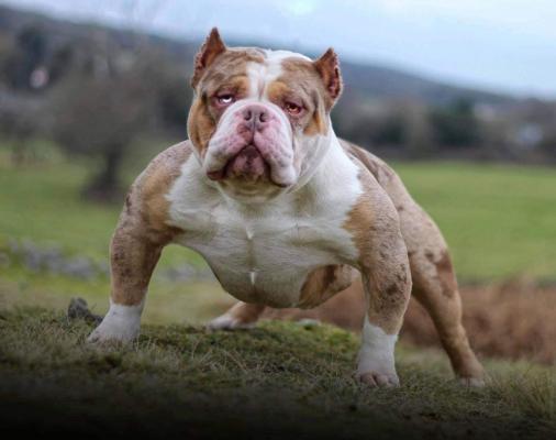 Amazing Merle Bullys UKPets