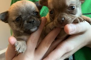 Chihuahua puppys