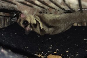 Sugar Glider For Sale in the UK