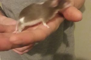 female mice for sale